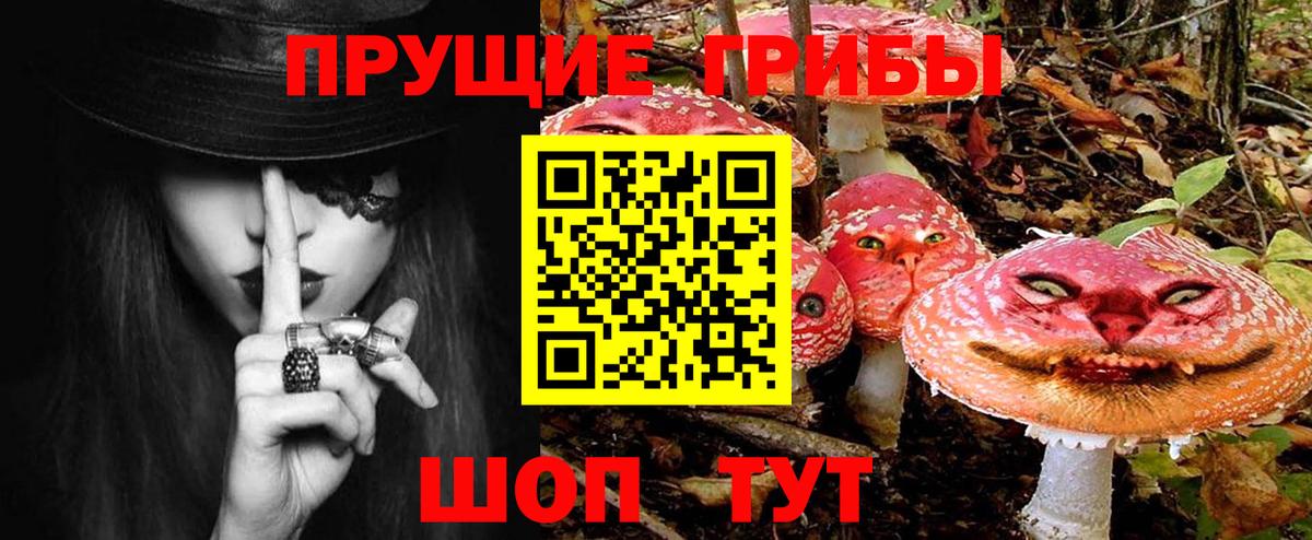 Псилоцибиновые грибы Psilocybe Ялуторовск